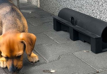 Zatrucie trutką na szczura u psa i kota: objawy, pierwsza pomoc i leczenie