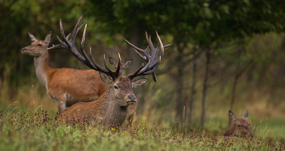 Targi łowieckie HUBERTUS EXPO Warszawa 2012
