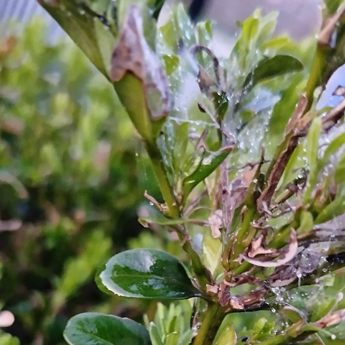 Bukszpan zaatakowany przez ćmę