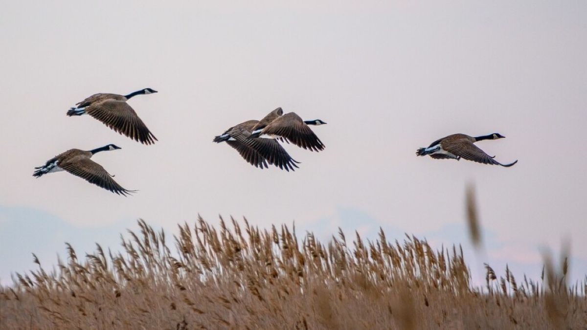 Dzikie gęsi w locie
