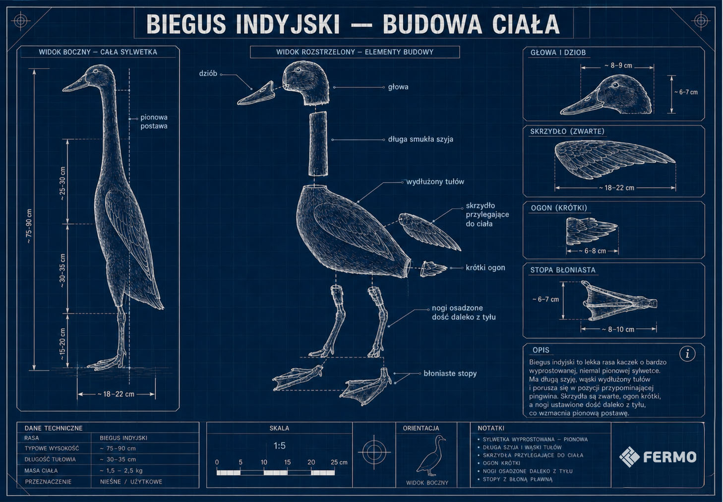 biegus-indyjski-budowa