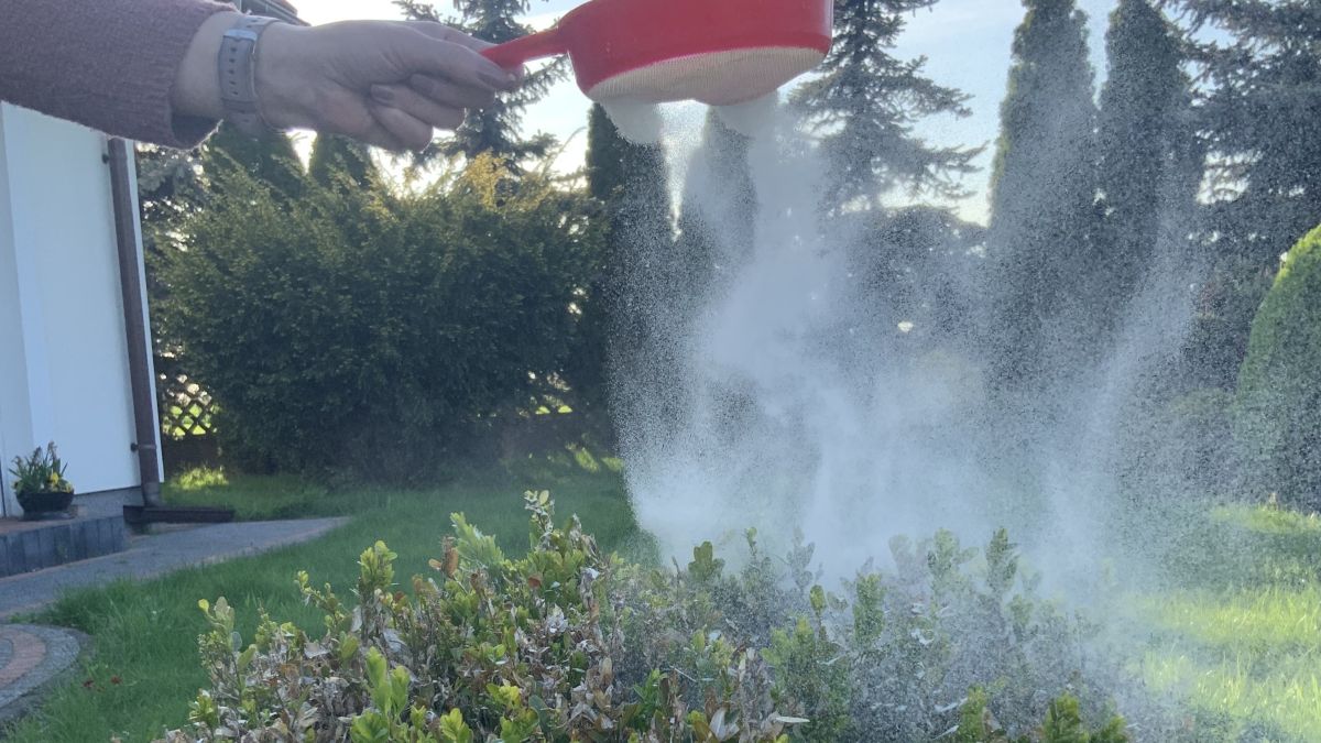 Obsypywanie bukszpanu ziemią okrzemkową