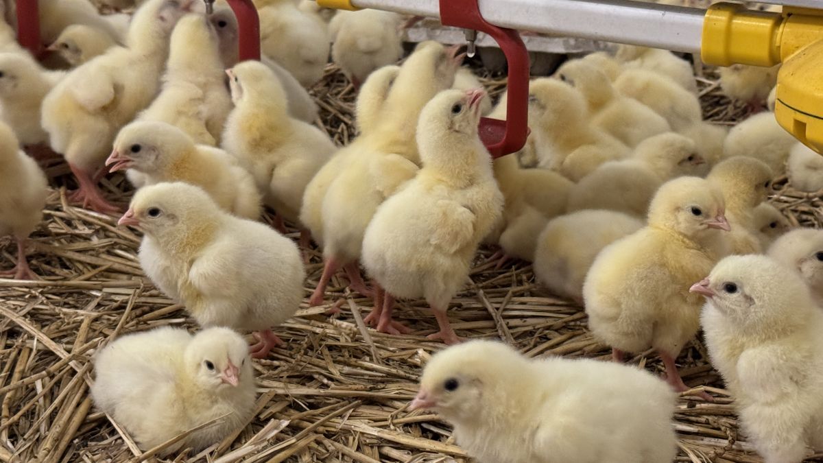 pisklęta na ferie drobiu przy linii pojenia