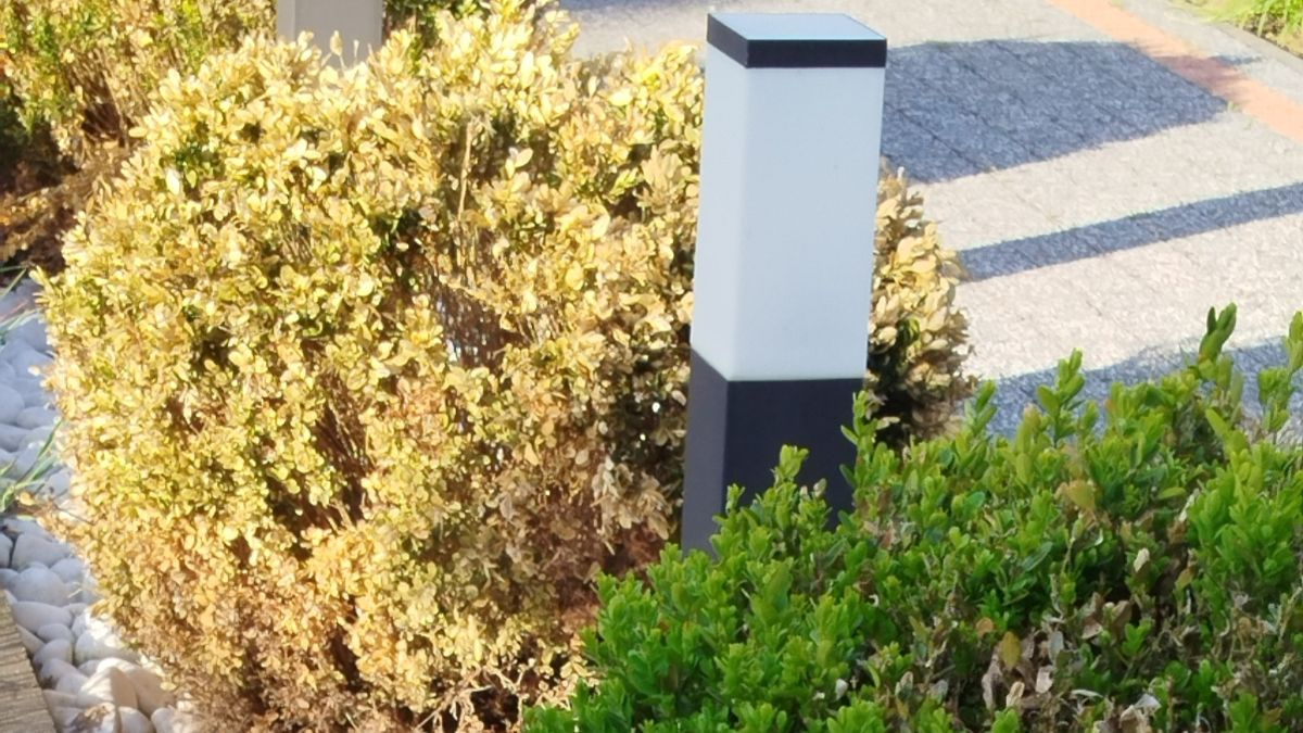 Skutki żerowania ćmy bukszpanowej