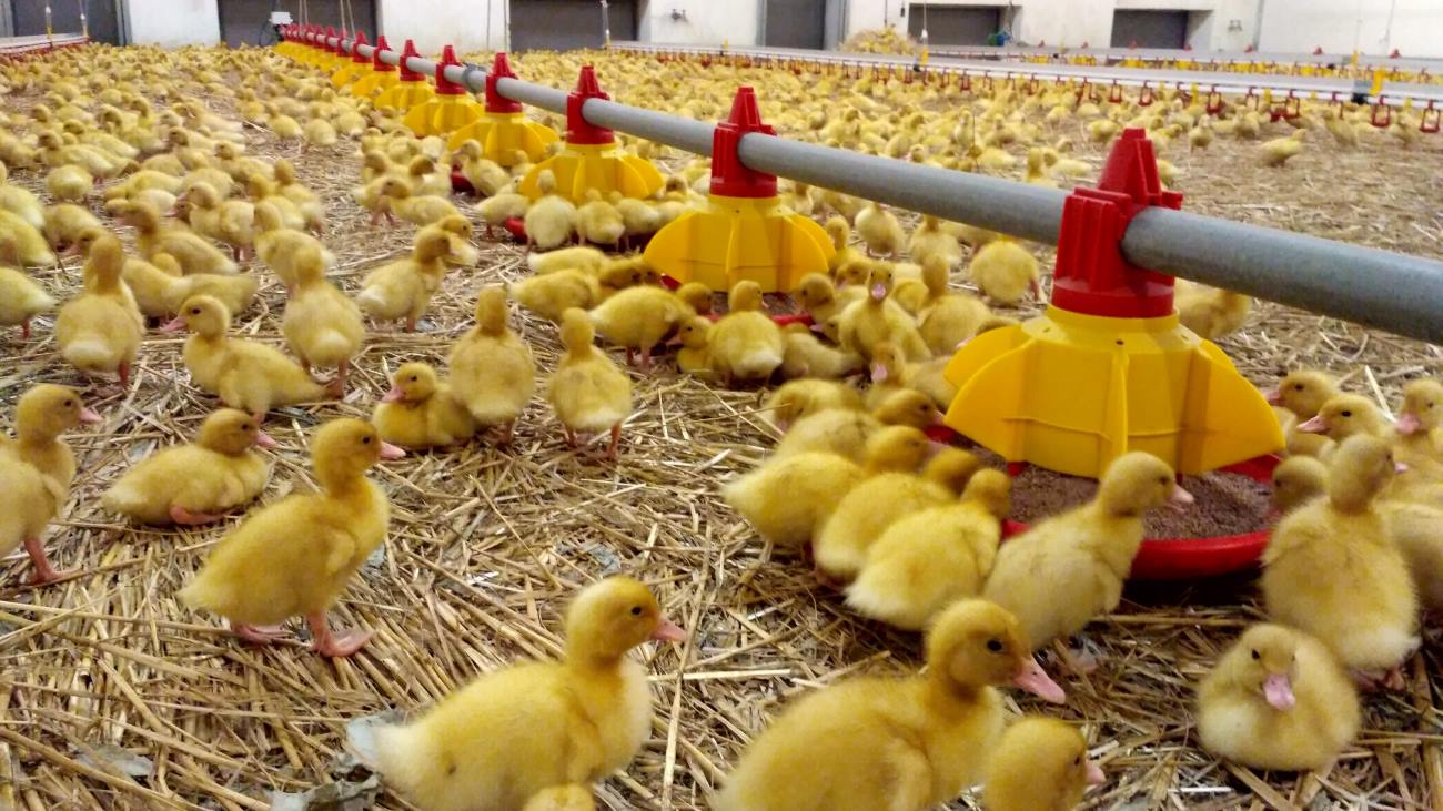 Pisklęta Kaczki Pekin w odchowalni