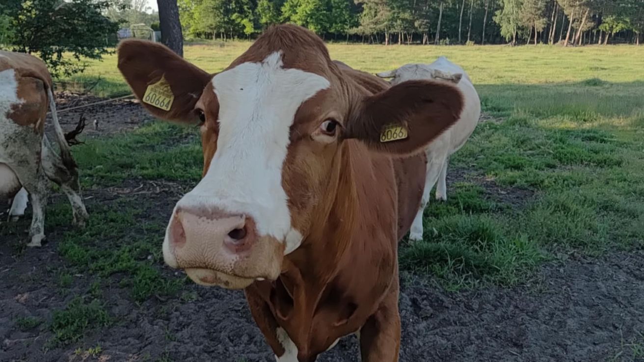  krowa na pastwisku