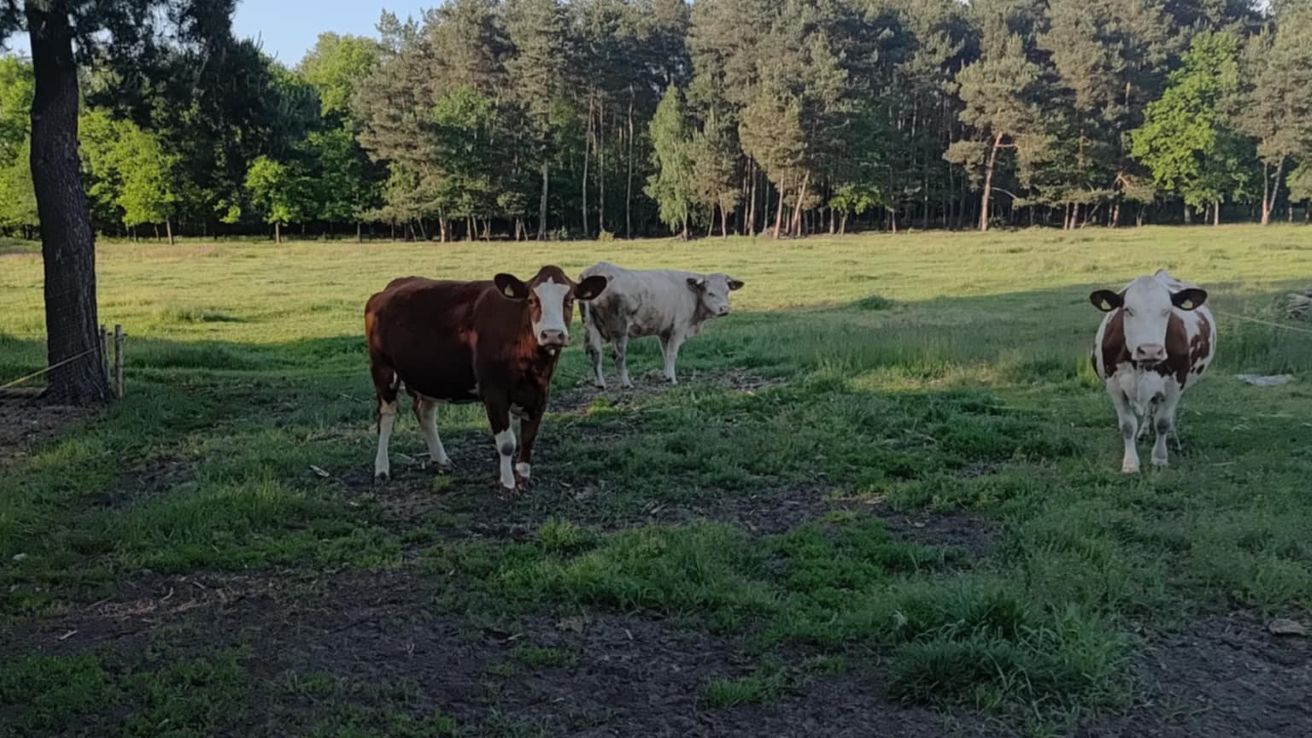  krowy na pastwisku