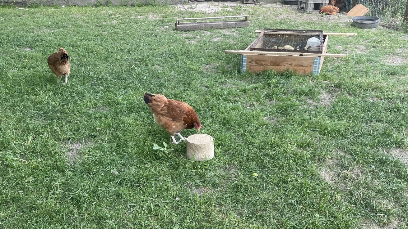 kury na wybiegu z dziobakiem