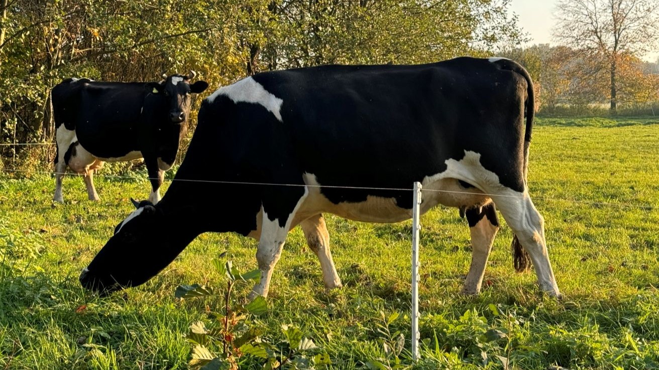 pastuch dla kr&oacute;w na pastiwsku