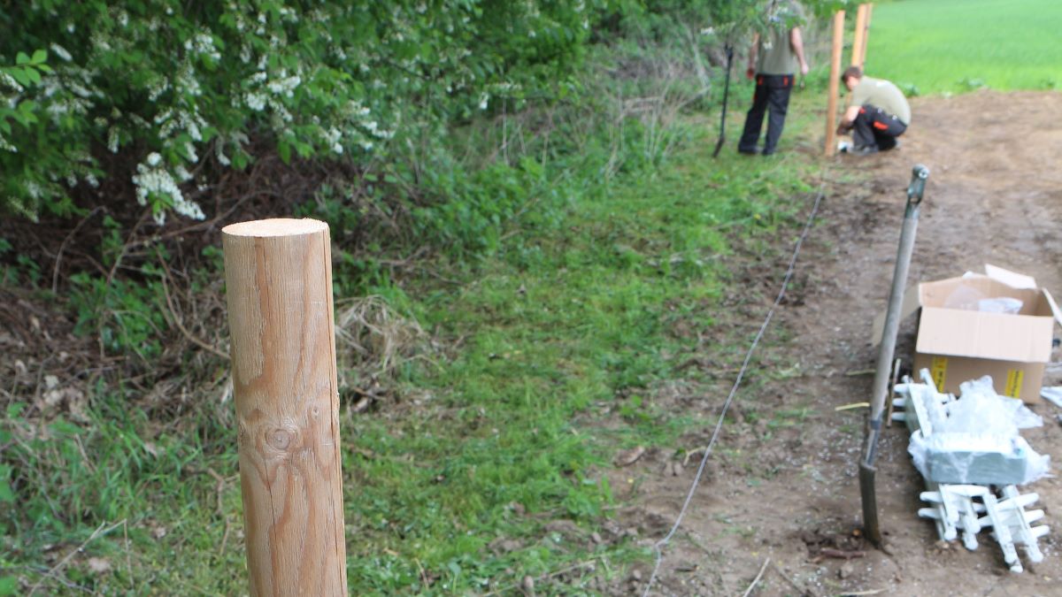 Montaż elektrycznego pastucha na dziki