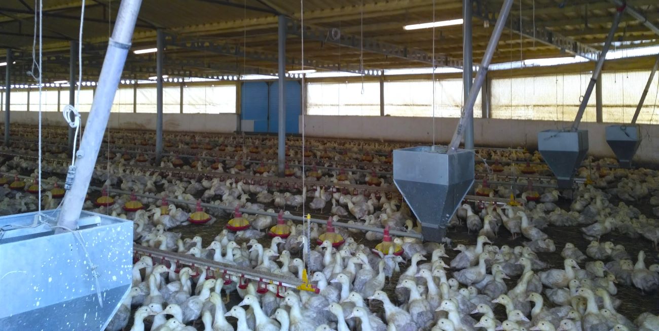 Kaczki Pekin pod wiatą do tuczu